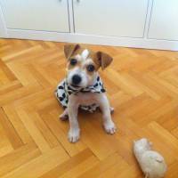 Jack Russell Terrier, Köpek  Piksel fotoğrafı