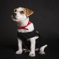 Jack Russell Terrier, Köpek  Piksel fotoğrafı