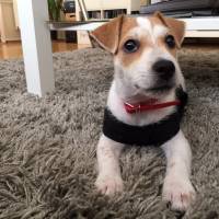 Jack Russell Terrier, Köpek  Piksel fotoğrafı