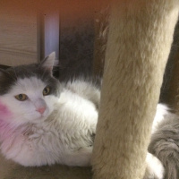 Norwegian Forest, Kedi  puka  fotoğrafı