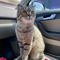 Scottish Fold, Kedi  Çiko fotoğrafı