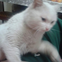 Van Kedisi, Kedi  osman fotoğrafı