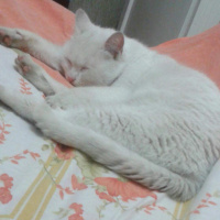 Van Kedisi, Kedi  osman fotoğrafı