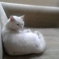 Van Kedisi, Kedi  osman fotoğrafı