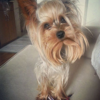 Yorkshire Terrier, Köpek  Chucky fotoğrafı