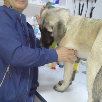 Kangal, Köpek  Hobit fotoğrafı