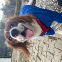 Cavalier King Charles Spanieli, Köpek  Bihter fotoğrafı