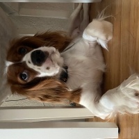 Cavalier King Charles Spanieli, Köpek  Bihter fotoğrafı