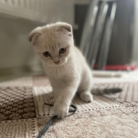 Scottish Fold, Kedi  Scottish fold dişi fotoğrafı