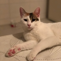 Soke, Kedi  Lily fotoğrafı