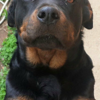 Rottweiler, Köpek  Jessy fotoğrafı