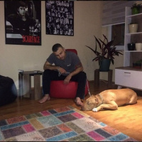 Amerikan Pitbull Terrier, Köpek  diego fotoğrafı