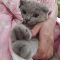 Scottish Fold, Kedi  Eva fotoğrafı