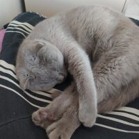 Scottish Fold, Kedi  Eva fotoğrafı