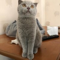 Scottish Fold, Kedi  Eva fotoğrafı