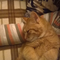 Tekir Kedi, Kedi  Omlet fotoğrafı