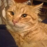 Tekir Kedi, Kedi  Omlet fotoğrafı