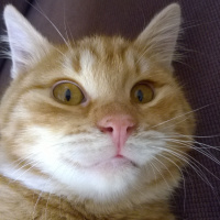 Tekir Kedi, Kedi  Omlet fotoğrafı