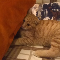 Tekir Kedi, Kedi  Omlet fotoğrafı