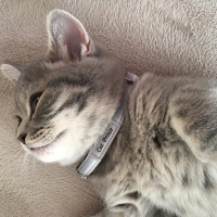 British Shorthair, Kedi  Prens  fotoğrafı