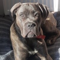 Cane Corso Italiano, Köpek  THANOS fotoğrafı