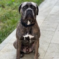 Cane Corso Italiano, Köpek  THANOS fotoğrafı