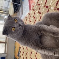 Scottish Fold, Kedi  Cafer fotoğrafı