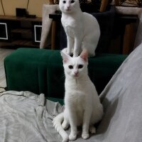 Ankara Kedisi, Kedi  Fındık fotoğrafı