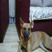 Belçika Malinois, Köpek  minik fotoğrafı