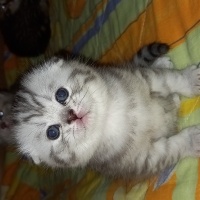 Scottish Fold, Kedi  Bebek scotish fold fotoğrafı