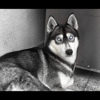 Sibirya Kurdu (Husky), Köpek  Deyzi fotoğrafı