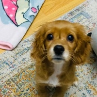 İngiliz Cocker Spaniel, Köpek  Tatlı Çocuk fotoğrafı