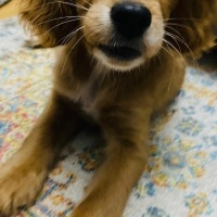 İngiliz Cocker Spaniel, Köpek  Tatlı Çocuk fotoğrafı