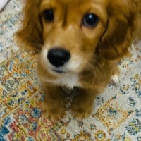 İngiliz Cocker Spaniel, Köpek  Tatlı Çocuk fotoğrafı