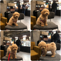 Poodle(Standart Kaniş), Köpek  Mocha fotoğrafı