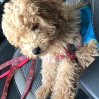 Poodle(Standart Kaniş), Köpek  Mocha fotoğrafı