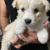 Sokö (Sokak Köpeği), Köpek  Brine fotoğrafı