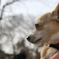 Chihuahua, Köpek  Pablo fotoğrafı