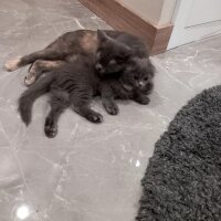 British Longhair, Kedi  PAMUK fotoğrafı