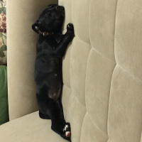 Amerikan Staffordshire Terrier, Köpek  Bitter  fotoğrafı