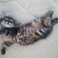 Tekir Kedi, Kedi  Boncuk fotoğrafı