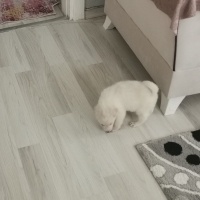 Chow Chow (çin Aslanı), Köpek  Mina fotoğrafı
