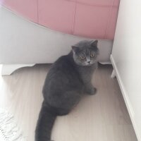 British Shorthair, Kedi  Pablo fotoğrafı