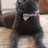 Mavi Rus, Kedi  Rio fotoğrafı