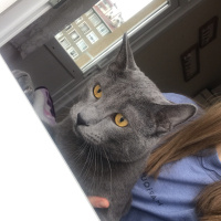 Mavi Rus, Kedi  Rio fotoğrafı