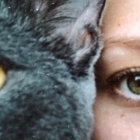 Mavi Rus, Kedi  Rio fotoğrafı