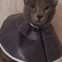 Mavi Rus, Kedi  Rio fotoğrafı