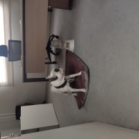Fransız Bulldog, Köpek  Odin fotoğrafı