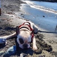 Fransız Bulldog, Köpek  Odin fotoğrafı