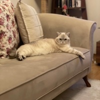 British Shorthair, Kedi  Molly fotoğrafı